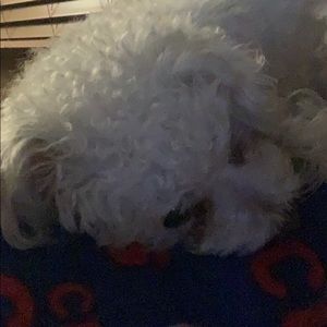 Meet your Posher, Bonnie